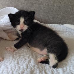 Shelter Stray Female Cat last seen Near 105th Avenue, OAKLAND, CA, 94603, 8323 Baldwin St, Oakland, CA 94621, USA