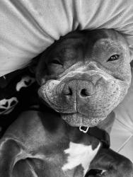 Lost Male Dog last seen Near via rancho pkwy, Escondido, CA 92029
