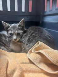 Shelter Stray Male Cat last seen Near Holly Street, OAKLAND, CA, 94621, 8323 Baldwin St, Oakland, CA 94621, USA