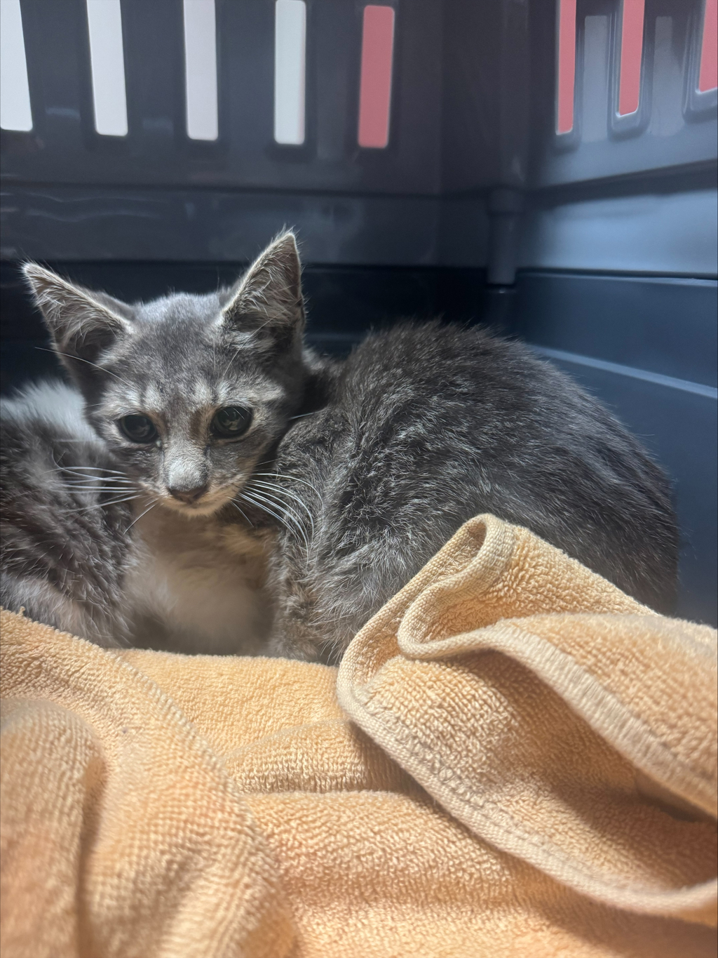 Shelter Stray Male Cat last seen Near Holly Street, OAKLAND, CA, 94621, 8323 Baldwin St, Oakland, CA 94621, USA