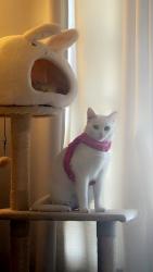 Lost Female Cat last seen Palm and Jurupa, Riverside, CA 92506