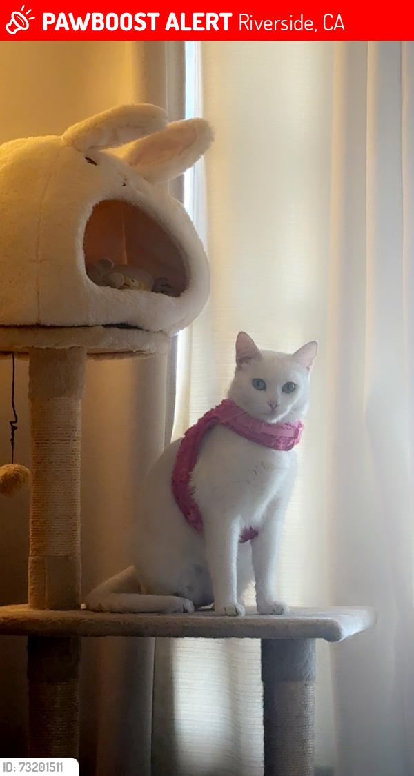 Lost Female Cat last seen Palm and Jurupa, Riverside, CA 92506