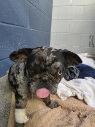 Shelter Stray Male Dog last seen Near Skyline Drive, San Diego, CA, 92114, 5500 Gaines St, San Diego, CA 92110, USA