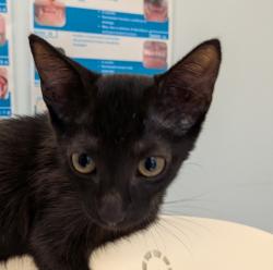 Shelter Stray Female Cat last seen 45th Street, San Diego, CA, 92115, 5500 Gaines St, San Diego, CA 92110, USA