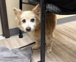Shelter Stray Male Dog last seen Near Mission Avenue, Oceanside, CA, 92058, Oceanside, CA 92058, USA