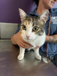 Shelter Stray Female Cat last seen Near W Glengyle Court, MURRAY CITY, UT, 84123, 511 W 3900 S, Salt Lake City, UT 84123, USA