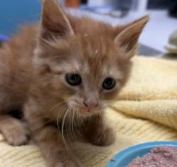 Shelter Stray Male Cat last seen Near W 11th Ave, Escondido, CA, 92025, Escondido, CA 92027, USA