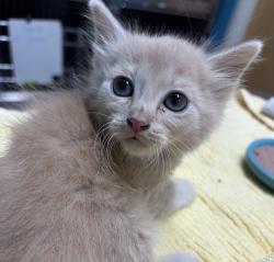 Shelter Stray Male Cat last seen Near W 11th Ave, Escondido, CA, 92025, Escondido, CA 92027, USA