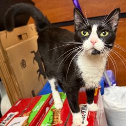 Shelter Stray Female Cat last seen , Animal Care & Control Team of Philly, 111 W Hunting Park Ave, Philadelphia, PA 19140, USA