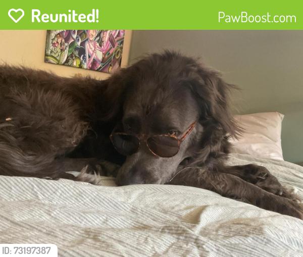 Reunited Male Dog last seen Near Holland STreet, Wheat Ridge, CO 80033