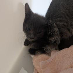 Shelter Stray Female Cat last seen , 361 S Raymond Ave, Pasadena, CA 91105, USA