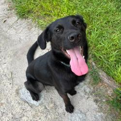 Shelter Stray Male Dog last seen , 8020 Washington St, Port Richey, FL 34668, USA