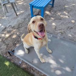 Shelter Stray Male Dog last seen , 8020 Washington St, Port Richey, FL 34668, USA