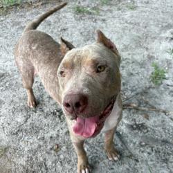 Shelter Stray Male Dog last seen , 8020 Washington St, Port Richey, FL 34668, USA