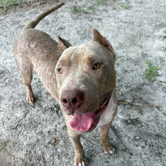 Shelter Stray Male Dog last seen , 8020 Washington St, Port Richey, FL 34668, USA