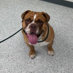 Shelter Stray Male Dog last seen , 5801 Graye Ln, Caldwell, ID 83607, USA