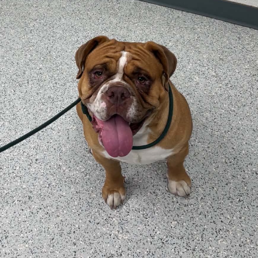 Shelter Stray Male Dog last seen , 5801 Graye Ln, Caldwell, ID 83607, USA