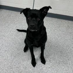 Shelter Stray Male Dog last seen , 5801 Graye Ln, Caldwell, ID 83607, USA