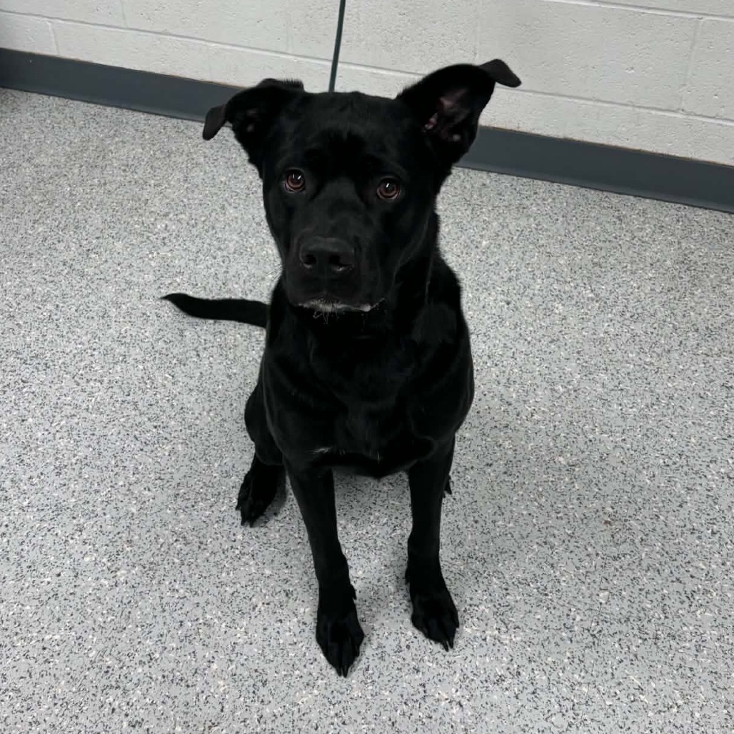 Shelter Stray Male Dog last seen , 5801 Graye Ln, Caldwell, ID 83607, USA