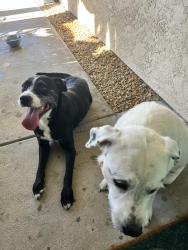 Reunited Female Dog last seen Carlsbad -Tamarack Point area, Carlsbad, CA 92010