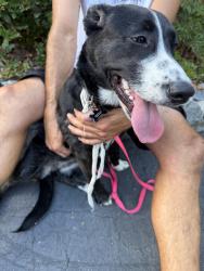 Found/Stray Female Dog last seen Lomas Santa Fe, San Diego, CA 92067