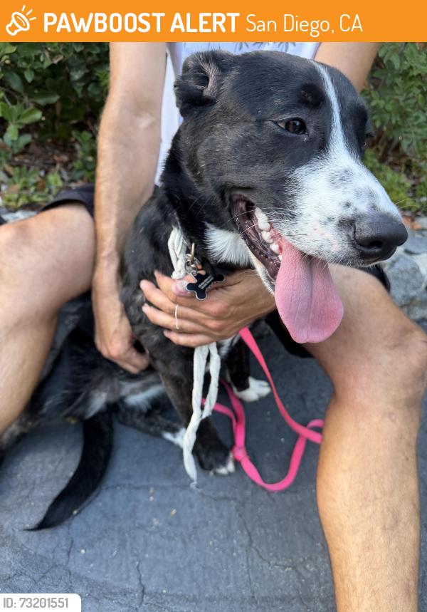 Found/Stray Female Dog last seen Lomas Santa Fe, San Diego, CA 92067