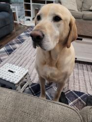 Reunited Male Dog last seen Nampa, ID, USA, Nampa, ID 83651