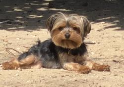 Lost Female Dog last seen Teasdale, Thousand Oaks, CA 91360