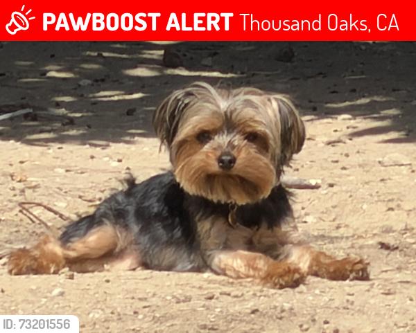 Lost Female Dog last seen Teasdale, Thousand Oaks, CA 91360