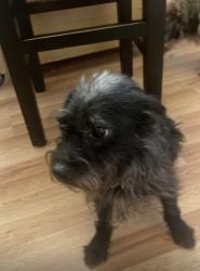 Found/Stray Male Dog last seen Doppler capitol heights, Capitol Heights, MD 20743