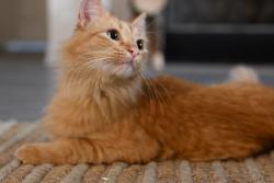 Lost Male Cat last seen Kelly Lane and Hidden Lake Crossing, Pflugerville, TX 78660