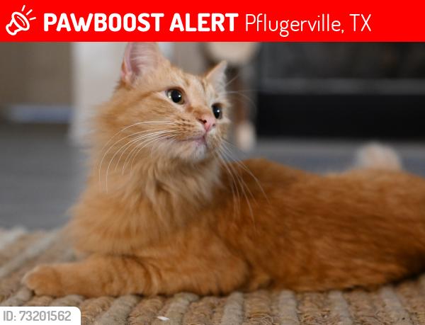 Lost Male Cat last seen Kelly Lane and Hidden Lake Crossing, Pflugerville, TX 78660