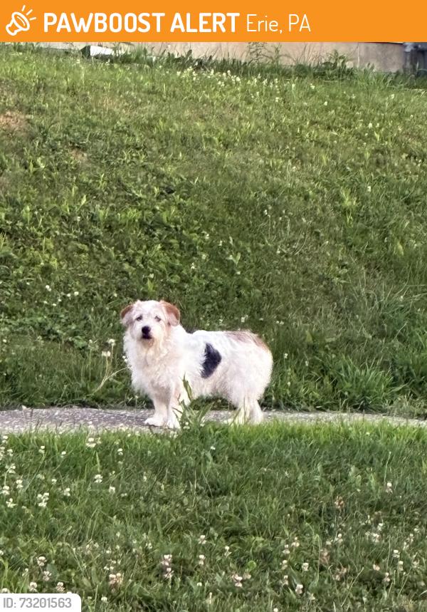 Found/Stray Unknown Dog last seen By Wilson middle school, Erie, PA 16510