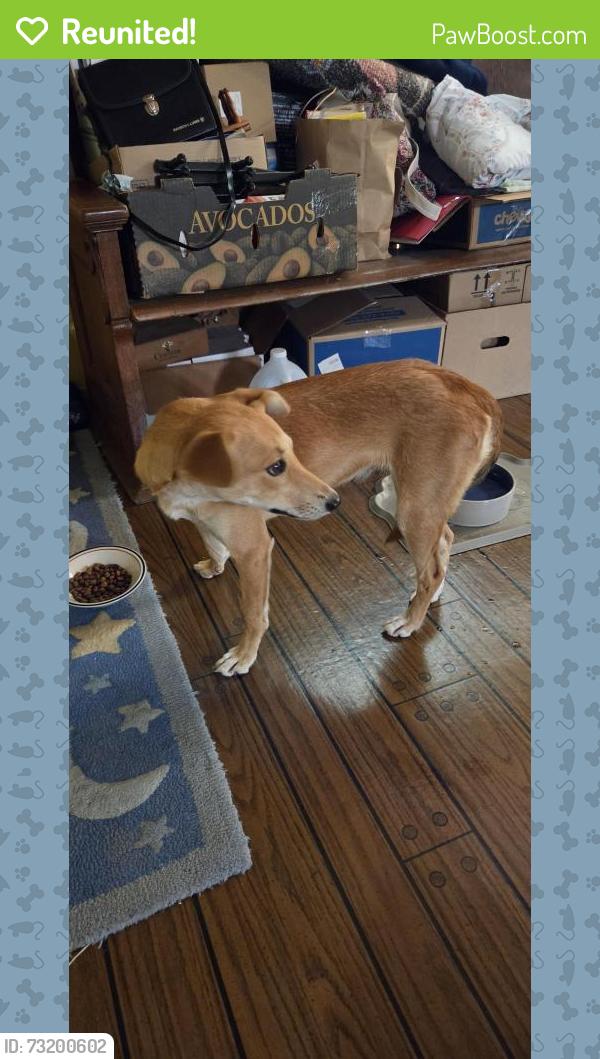 Reunited Female Dog last seen Morse Ave and Hurley way, Arden-Arcade, CA 95864