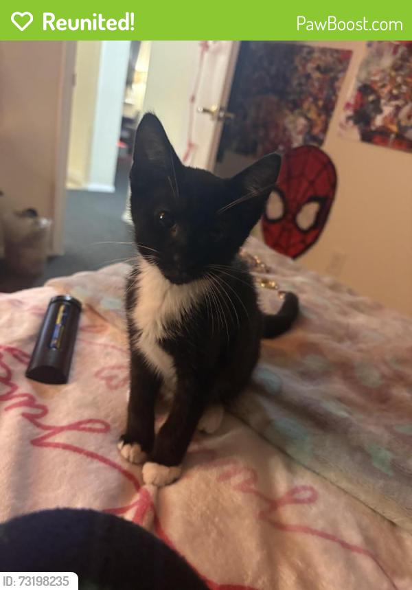 Reunited Female Cat last seen plain st, Lowell, MA 01851