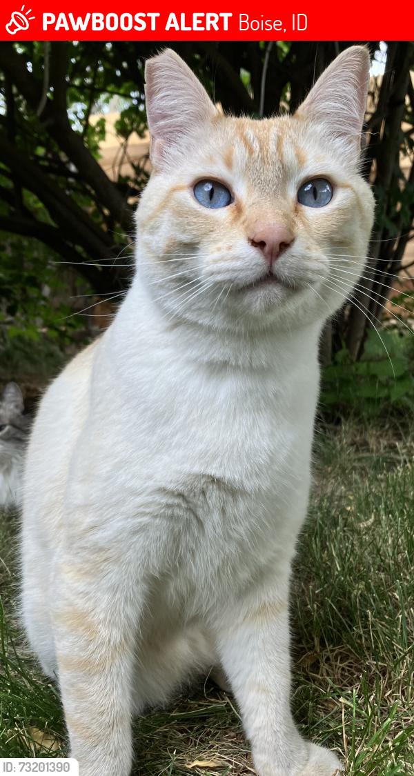 Lost Male Cat last seen Curtis, Boise, ID 83709