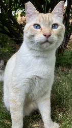 Lost Male Cat last seen Curtis, Boise, ID 83709