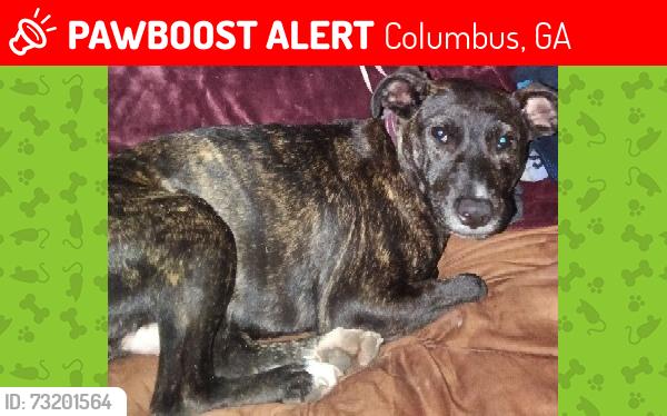 Lost Female Dog last seen Circle k 2nd Ave Manchester Expressway, Columbus, GA 31904