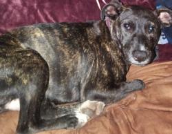 Lost Female Dog last seen Circle k 2nd Ave Manchester Expressway, Columbus, GA 31904