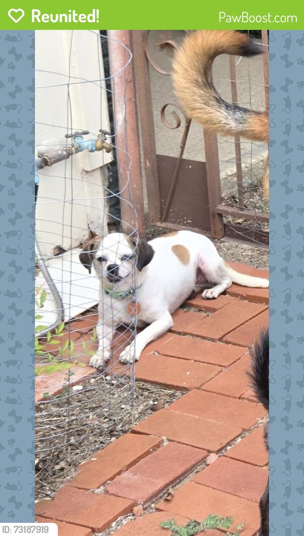 Reunited Male Dog last seen Skyline Street and Glade Street, Fort Worth, TX 76114