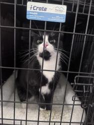 Found/Stray Unknown Cat last seen University Ridge Dr. and Stadium View Ct., Reno, NV 89512