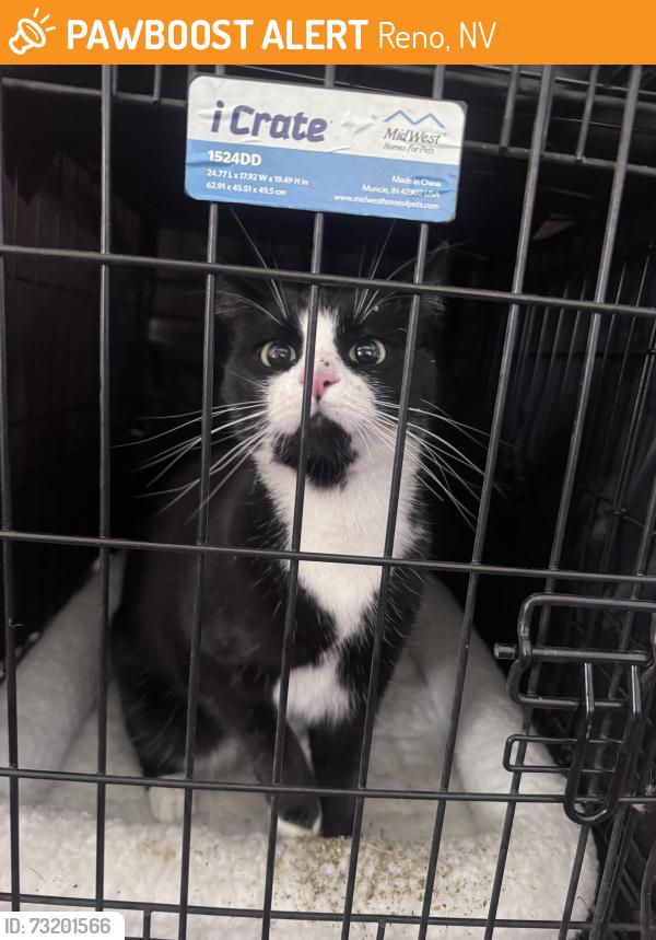 Found/Stray Unknown Cat last seen University Ridge Dr. and Stadium View Ct., Reno, NV 89512