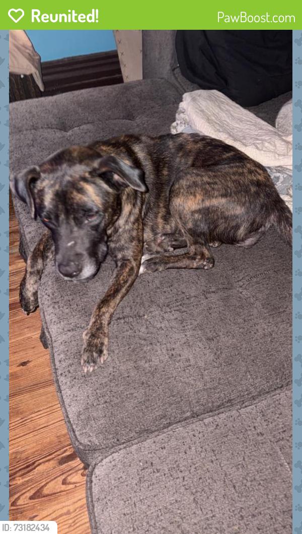 Reunited Female Dog last seen Ohio Street, Sharon, PA 16146