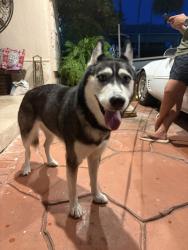 Found/Stray Male Dog last seen Near Avenue SW 32 Street, Homestead, FL 33035