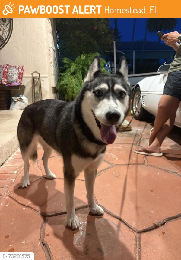 Found/Stray Male Dog last seen Near Avenue SW 32 Street, Homestead, FL 33035
