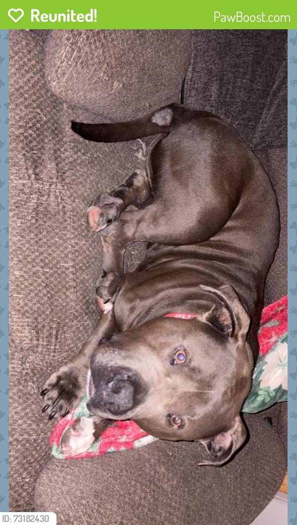 Reunited Male Dog last seen Ohio street, Sharon, PA 16146