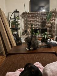 Lost Female Cat last seen Clarendon and Columbia, Decatur, GA 30030