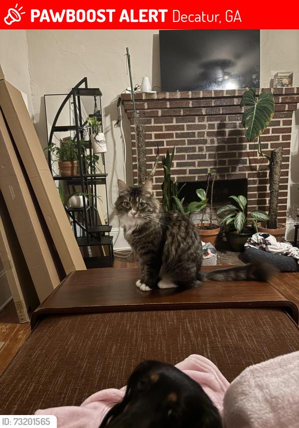 Lost Female Cat last seen Clarendon and Columbia, Decatur, GA 30030