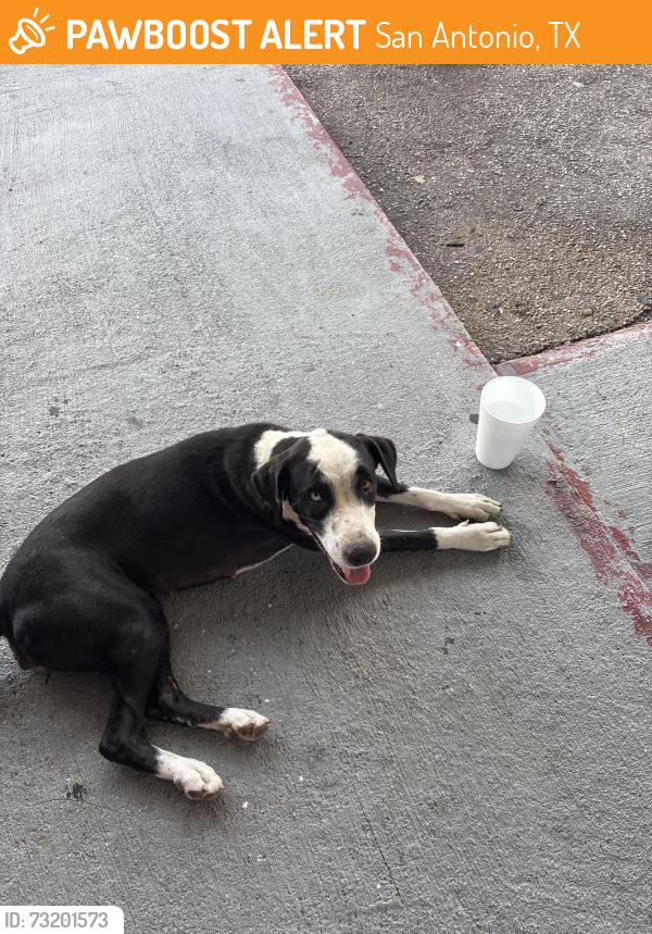 Found/Stray Female Dog last seen S Flores and SW Military, San Antonio, TX 78214
