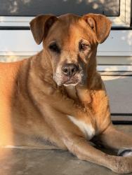 Found/Stray Unknown Dog last seen Highway 13 and Hayfield rd, Cape Fear, NC 28395